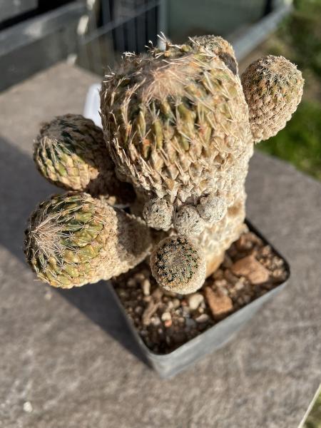 Encephalocarpus strobiliformis